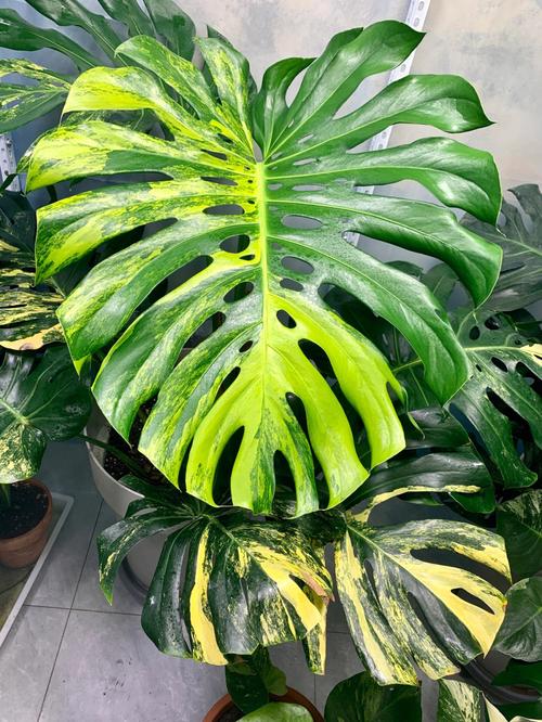 龟背竹最好品种是哪一种？-图2