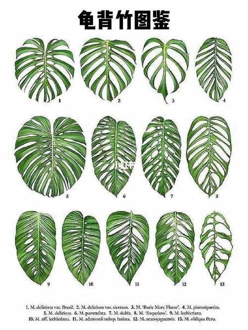 龟背竹最好品种是哪一种?-图1 龟背竹最好品种是哪一种?-图1