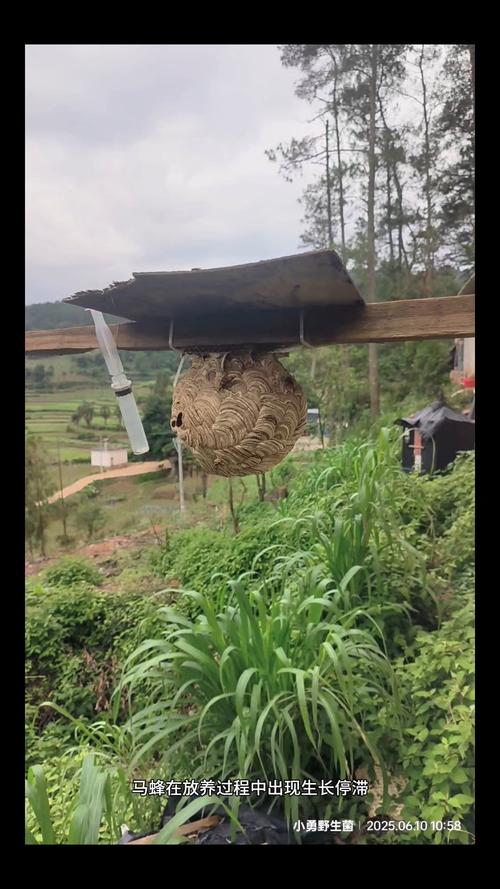 CCTv7胡蜂养殖技术,新手如何快速入门?-图2 CCTv7胡蜂养殖技术,新手如何快速入门?-图2