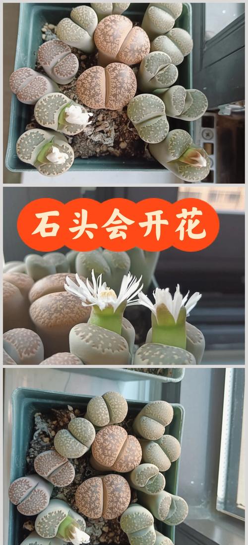 最大生石花品种究竟是谁？-图2