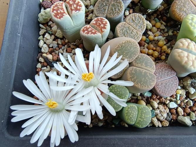 最大生石花品种究竟是谁？-图1