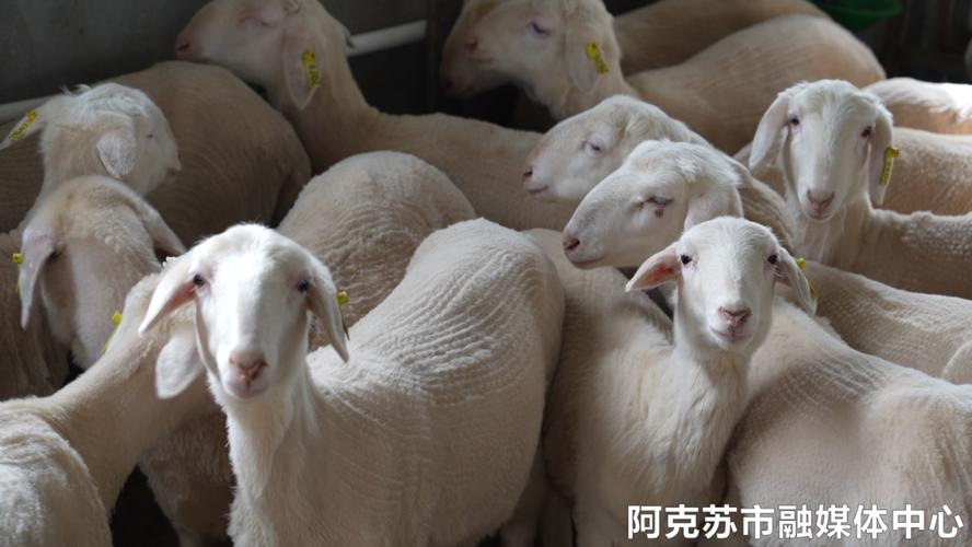 湖羊养殖技术CCTV7有哪些要点?-图2 湖羊养殖技术CCTV7有哪些要点?-图2