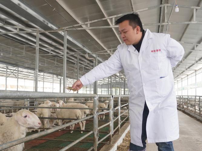 湖羊养殖技术CCTV7有哪些要点?-图1 湖羊养殖技术CCTV7有哪些要点?-图1