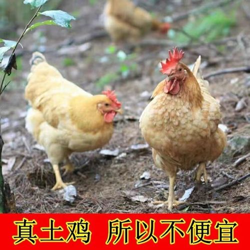 固始本地鸡哪个品种最好?-图1 固始本地鸡哪个品种最好?-图1