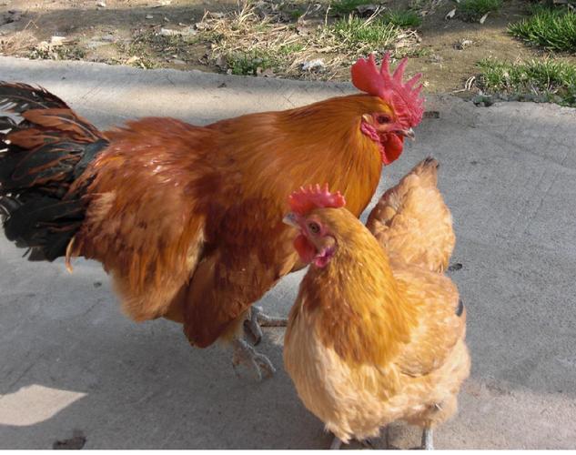 固始本地鸡哪个品种最好？-图3