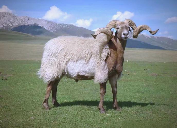 西北养羊选啥品种最合适?-图1 西北养羊选啥品种最合适?-图1