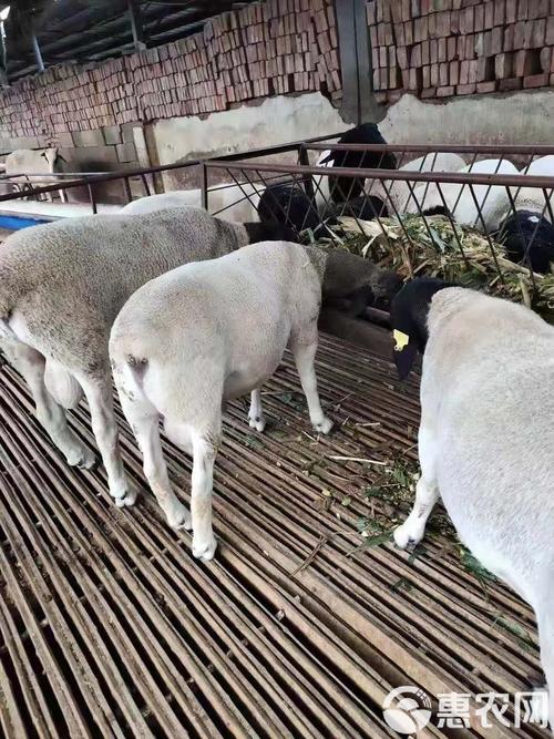 西北养羊选啥品种最合适？-图3