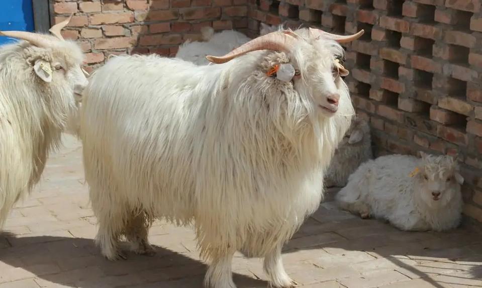 西北养羊选啥品种最合适？-图2