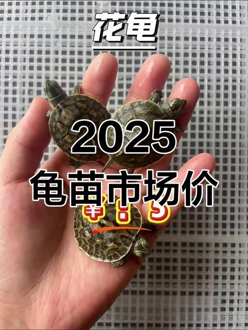 2025年头盔龟苗价格会涨还是跌?-图1 2025年头盔龟苗价格会涨还是跌?-图1