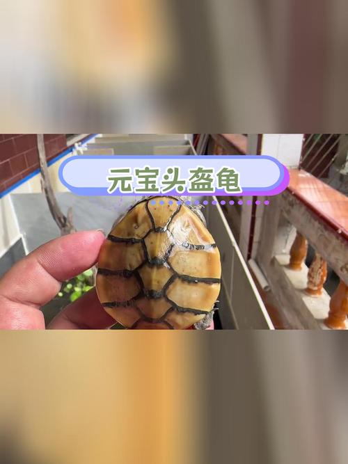 2025年头盔龟苗价格会涨还是跌?-图2 2025年头盔龟苗价格会涨还是跌?-图2