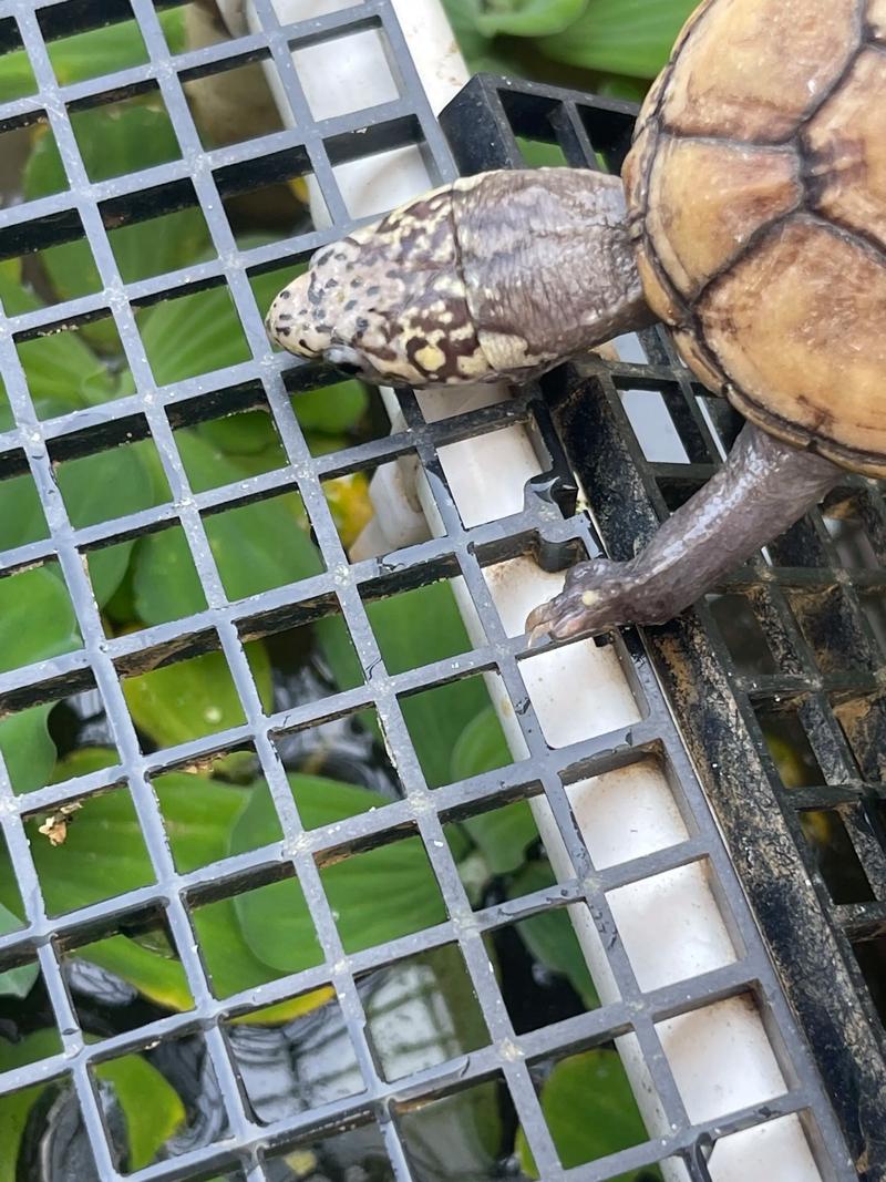 2025年头盔龟苗价格会涨还是跌?-图3 2025年头盔龟苗价格会涨还是跌?-图3