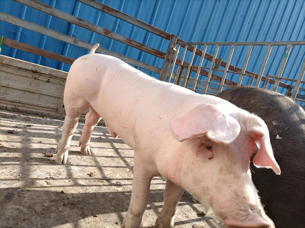 最大种猪是啥品种？-图1