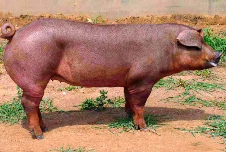 最大种猪是啥品种？-图2