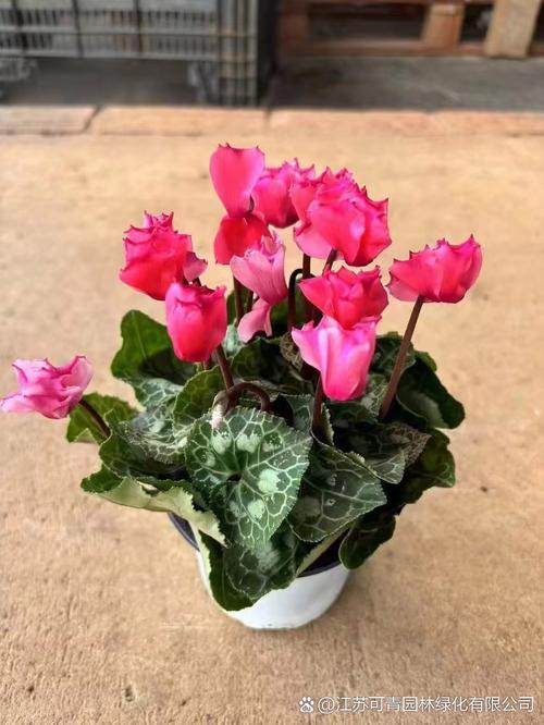 仙客来哪个品种最易养活？-图2