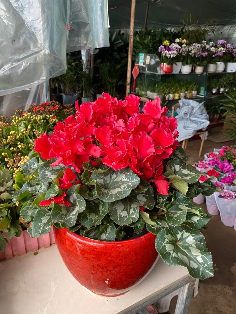 仙客来哪个品种最易养活？-图3