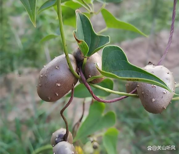 山药豆怎么快速育出壮苗？-图2