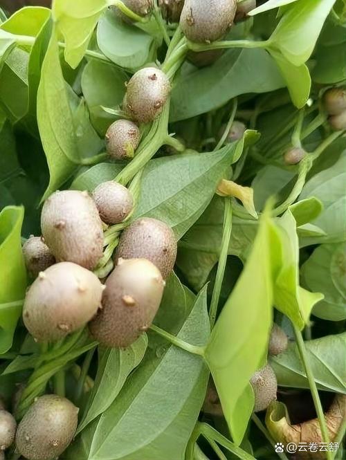 山药豆怎么快速育出壮苗？-图3