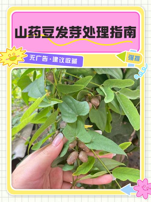 山药豆怎么快速育出壮苗？