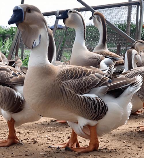 哪种鹅品种经济效益最高?-图1 哪种鹅品种经济效益最高?-图1