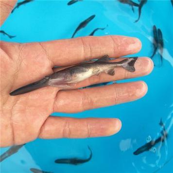 CCTV匙吻鲟养殖技术有何关键要点？-图2