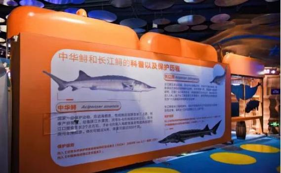 CCTV匙吻鲟养殖技术有何关键要点？-图1