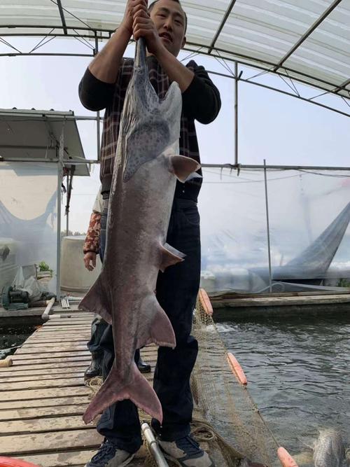 CCTV匙吻鲟养殖技术有何关键要点？-图3