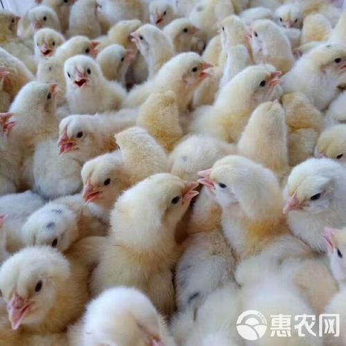 817鸡苗价格为何持续低迷？-图2