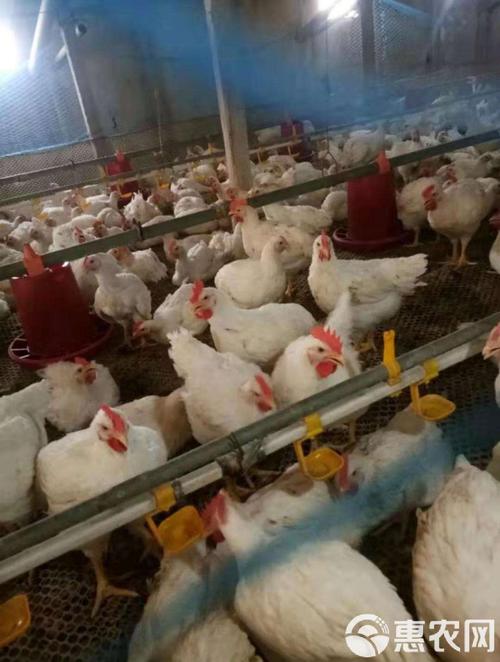 817鸡苗价格为何持续低迷？-图1