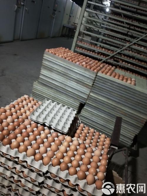 817鸡苗价格为何持续低迷？-图3