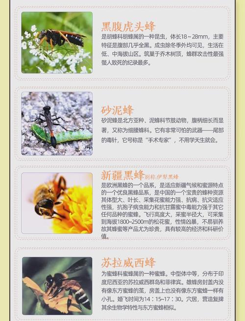 中蜂什么品种能养成强群？-图2