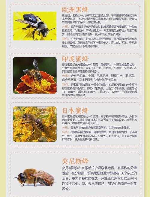 中蜂什么品种能养成强群？-图3