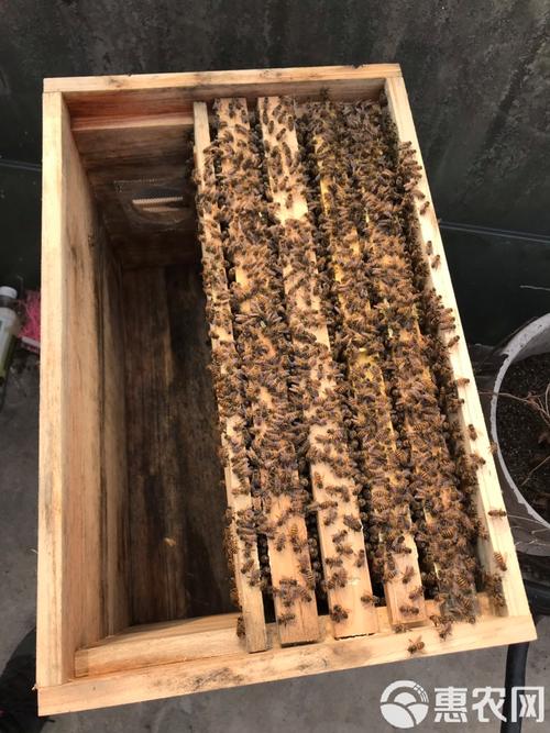 中蜂什么品种能养成强群？-图1