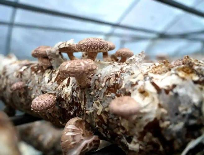 香菇蘑菇种植技术视频,关键步骤有哪些?-图3 香菇蘑菇种植技术视频,关键步骤有哪些?-图3