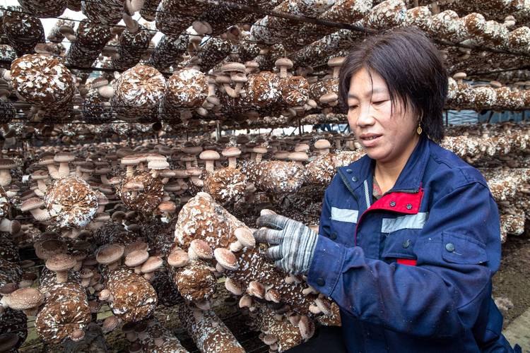 香菇蘑菇种植技术视频，关键步骤有哪些？-图2