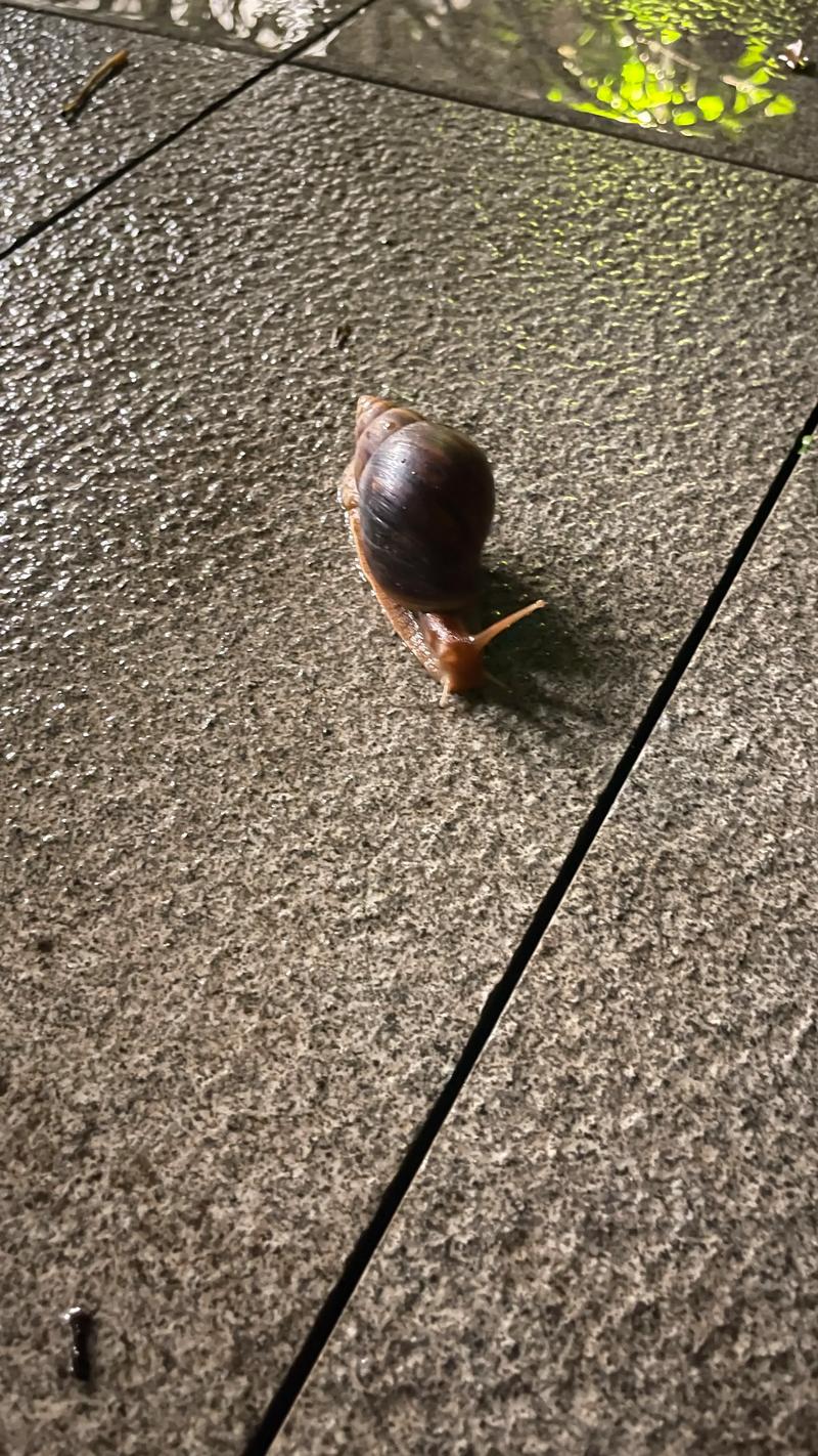 非洲大蜗牛养殖技术有哪些关键点？-图1