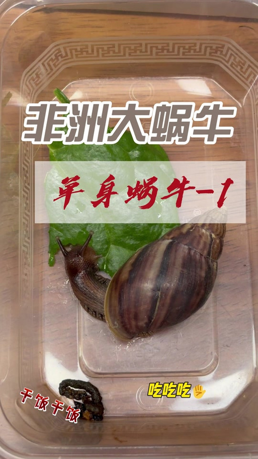 非洲大蜗牛养殖技术有哪些关键点？-图2