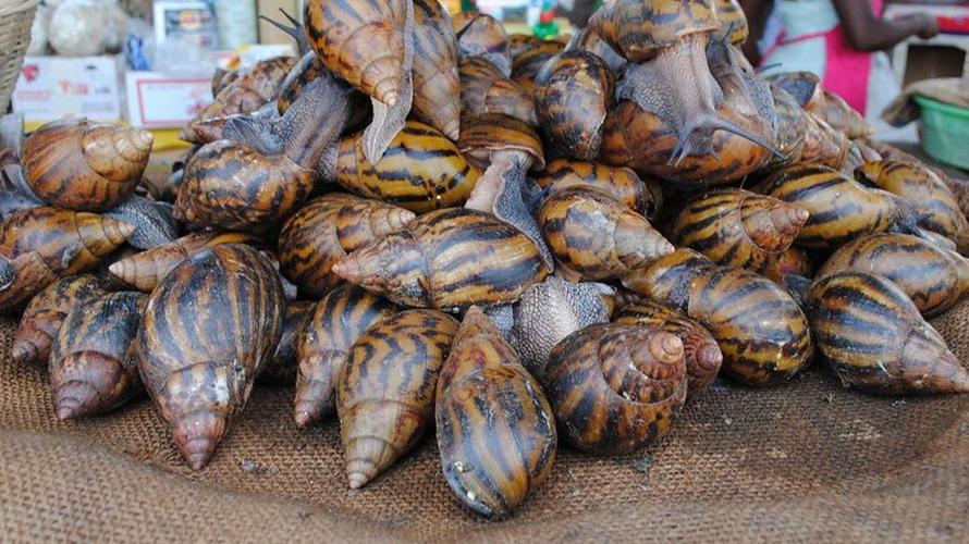 非洲大蜗牛养殖技术有哪些关键点？-图3