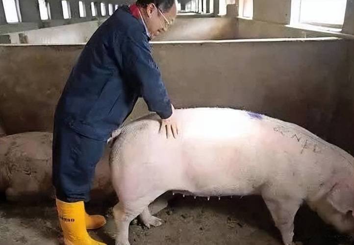 母猪养殖管理视频有哪些关键技术要点？-图2