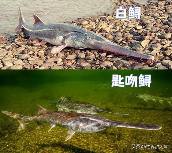 2025匙吻鲟养殖技术有哪些新突破？-图1