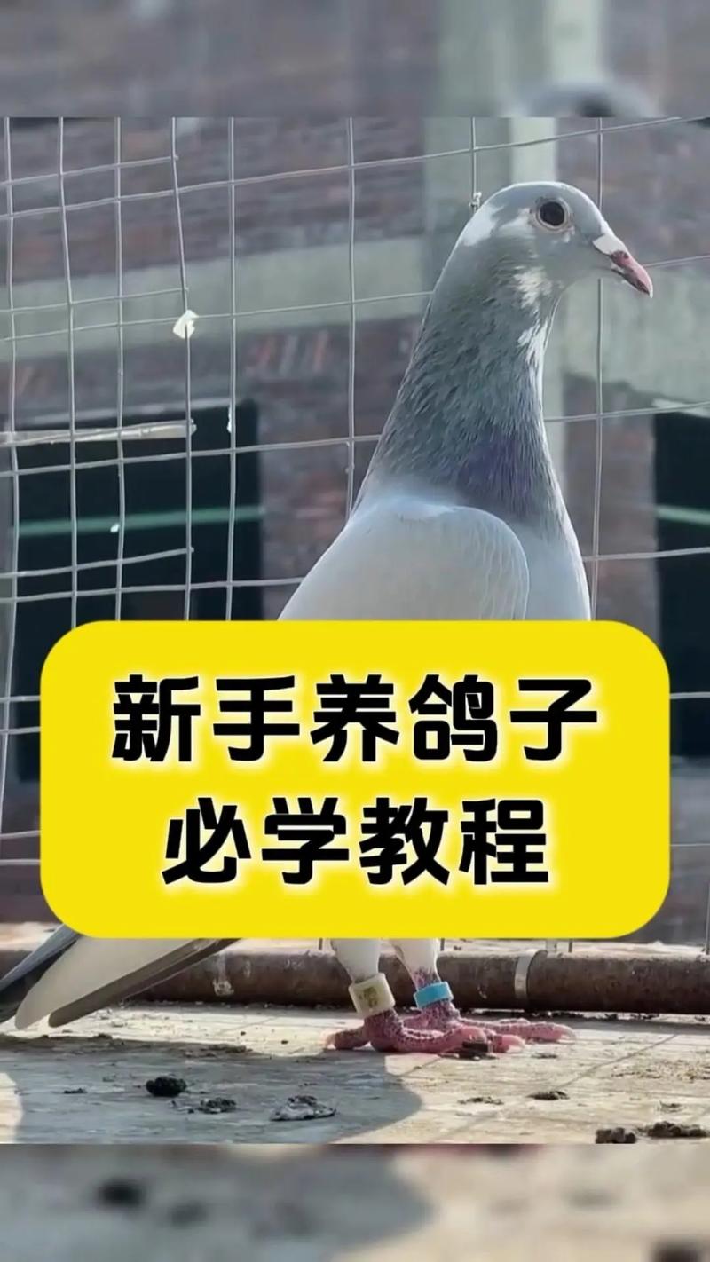 最新鸽子养殖技术视频有哪些要点？-图3