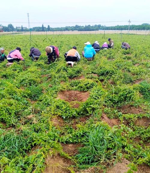 红山药种植技术视频,关键步骤有哪些?-图2 红山药种植技术视频,关键步骤有哪些?-图2