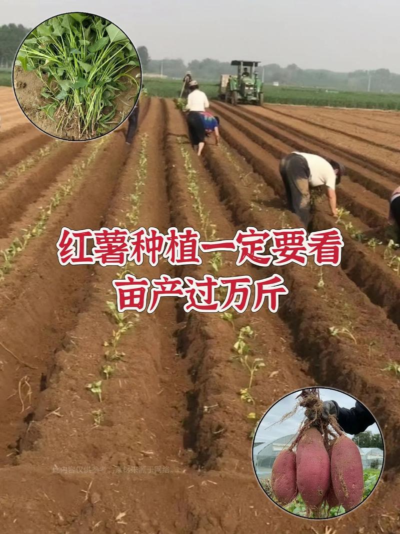 红山药种植技术视频,关键步骤有哪些?-图3 红山药种植技术视频,关键步骤有哪些?-图3