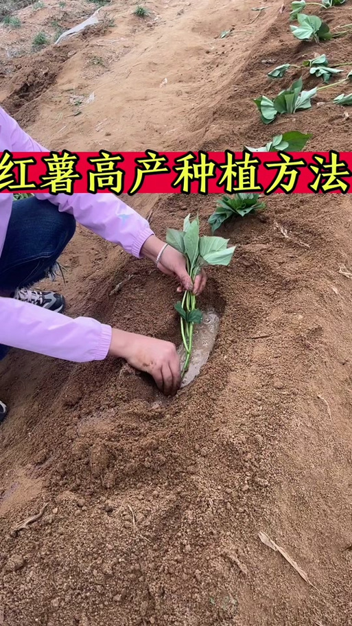 红山药种植技术视频,关键步骤有哪些?-图1 红山药种植技术视频,关键步骤有哪些?-图1