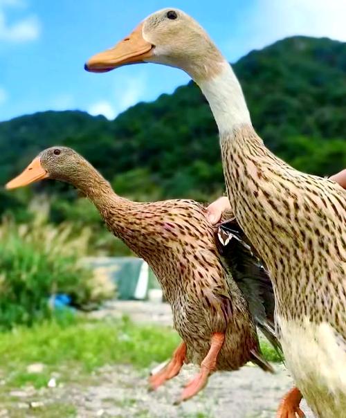 麻鸭养殖技术要点有哪些?-图1 麻鸭养殖技术要点有哪些?-图1