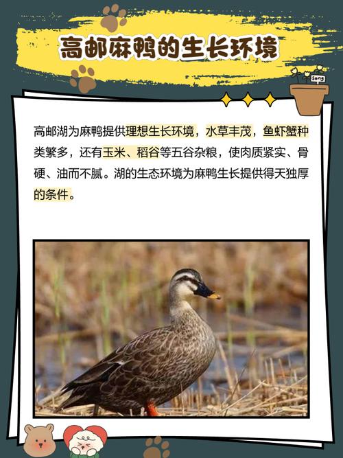 麻鸭养殖技术要点有哪些？-图2