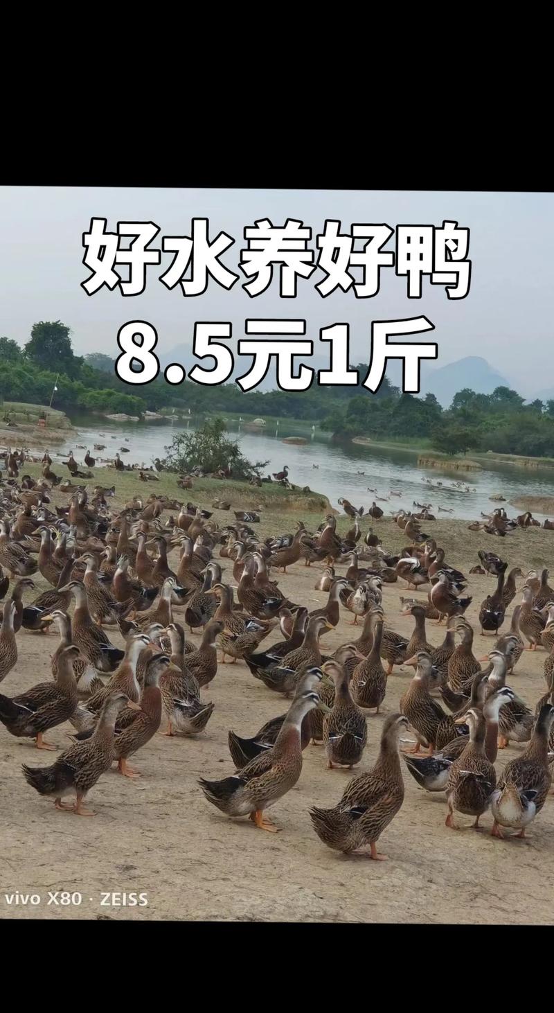 麻鸭养殖技术要点有哪些?-图3 麻鸭养殖技术要点有哪些?-图3