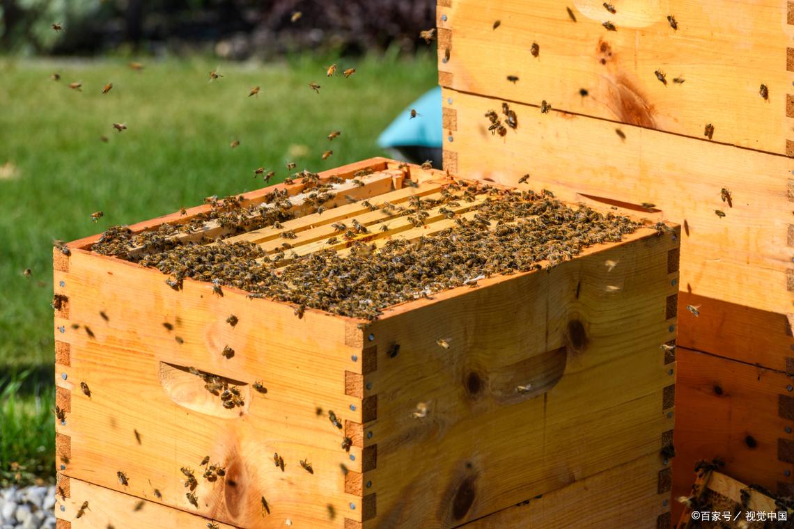 蜜蜂管理技术视频哪里下载？-图2