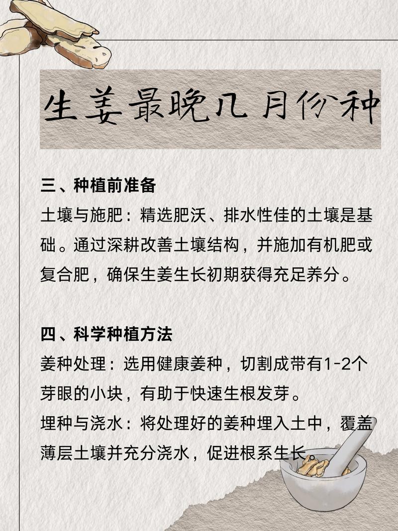 生姜何时种？技术要点有哪些？-图2