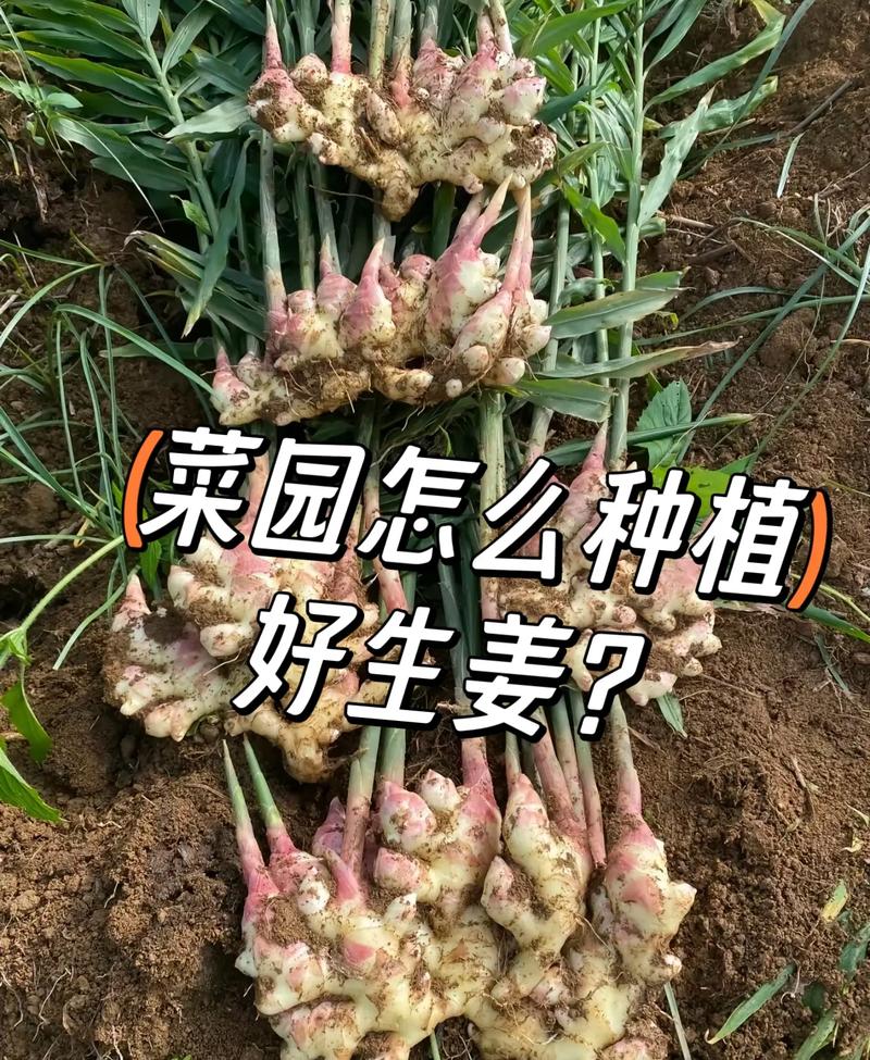 生姜何时种？技术要点有哪些？-图3