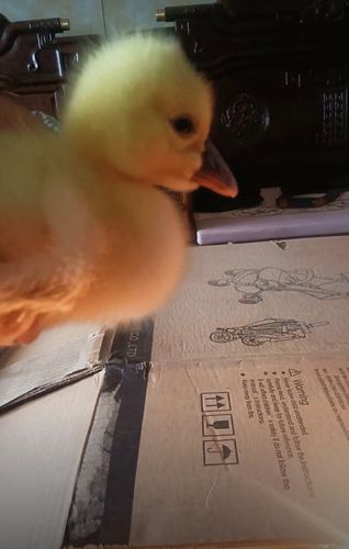 灰鹅头上有包是什么品种?-图2 灰鹅头上有包是什么品种?-图2